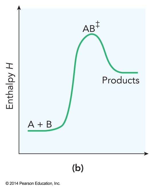 A endothermic reaction showing the high energy transition state between the low energy reactants and high energy products